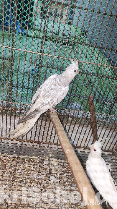 Cockatiel Male & Female